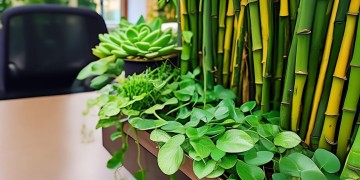 物业前台摆什么植物好？